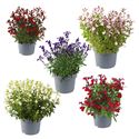 Afbeelding van EJ Salvia P19 Mirage greggi divers